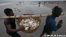 বাগেরহাটে ভেসে গেল ১৬ হাজার মাছের ঘের