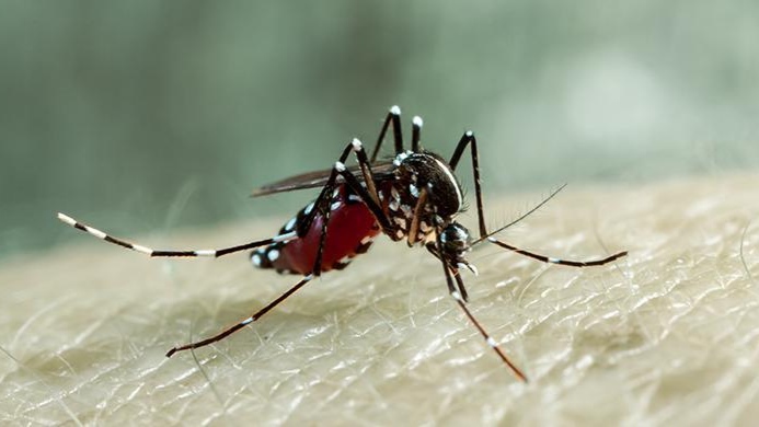 দেশে ডেঙ্গু আক্রান্ত আরও ১৮৪ জন হাসপাতালে ভর্তি