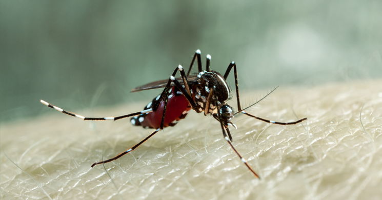 একদিনে সর্বোচ্চ ডেঙ্গু রোগী শনাক্ত, মৃত্যু ৩