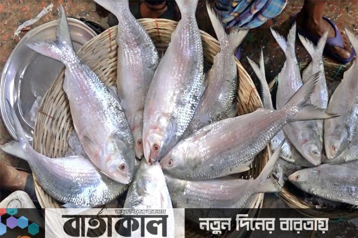 ২২ দিন ইলিশ ধরা নিষিদ্ধ