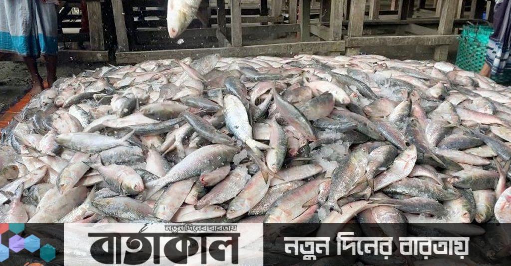 এক নৌকায় মিলল ৫৯ মণ ইলিশ, ১৩ লাখে বিক্রি