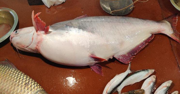 রাজশাহীর বাজারে মিলছে পদ্মা নদীর পাঙ্গাশ মাছ!