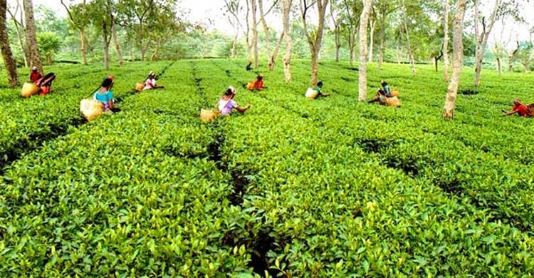 চা উৎপাদনের নতুন রেকর্ড