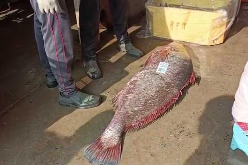 একটি মাছ বিক্রি করেই হলেন লাখপতি!