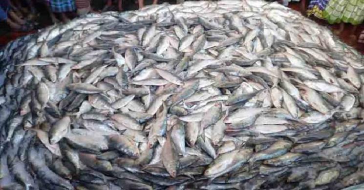 এবার এক ট্রলারেই ধরা পড়ল ১১৭ মণ ইলিশ