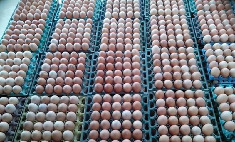 ‘সিন্ডিকেট না ভাঙলে নিয়ন্ত্রণে থাকবে না ডিমের দাম’