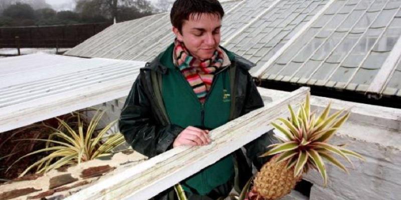 এক আনারসের দাম ১ লাখ ২৫ হাজার টাকা