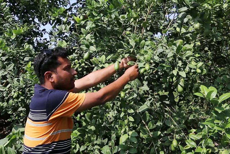 লেবু বাগান করে সফল ঠাকুরগাঁওয়ের সিদ্দিক