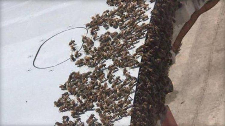 সাড়ে ৪ ঘন্টা বিমানের উড্ডয়ন থামিয়ে দিল মৌমাছি