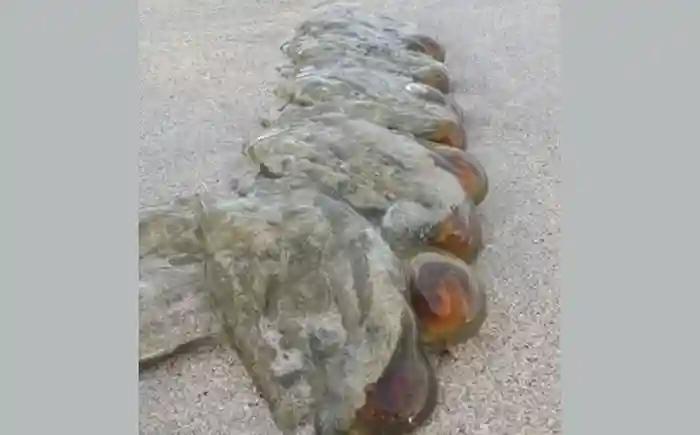 সৈকতে অদ্ভূত প্রাণি, ধারণা এলিয়েন!