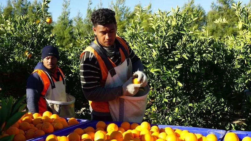 প্রতিদিন ৬ ঘণ্টা কাজ, মাসে ৫ লাখ টাকা বেতনেও মিলছে না শ্রমিক