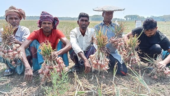 মাগুরায় পেঁয়াজের ভালো ফলন হয়েছে