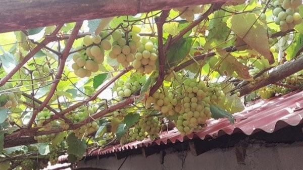 ঘোড়াঘাটে আঙ্গুরের বাম্পার ফলন